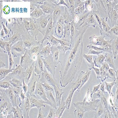 CHO-K1（仓鼠卵巢细胞亚株）