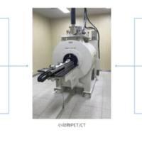 模型评价活体成像