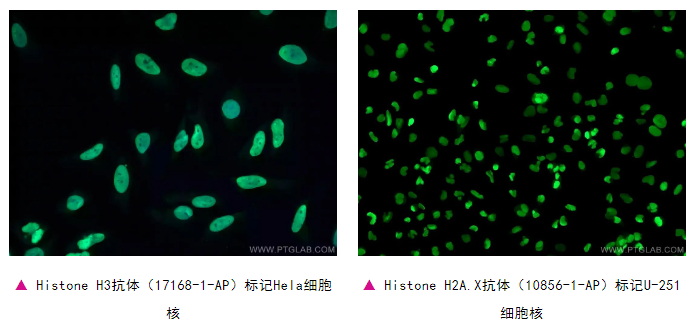 免疫荧光（IF）常用细胞器标记物指南！