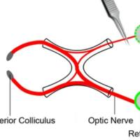 视神经损伤动物模型