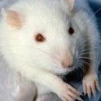 动物疾病模型动物实验