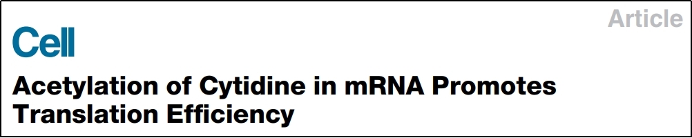 翻译组学应用 | mRNA胞苷乙酰化修饰可促进翻译