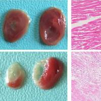 心肌梗死动物模型心脑血管模型