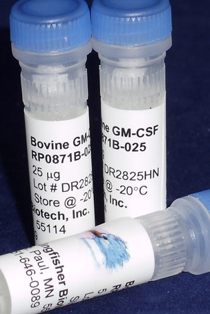 Bovine GM-CSF (Yeast-derived Recombinant Protein)