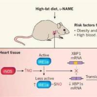 心力衰竭动物模型  心脑血管模型