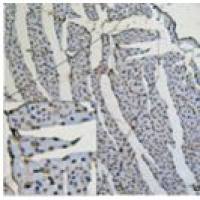 慢性心力衰竭动物模型  心脑血管模型