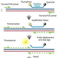 实时荧光定量PCR实验服务