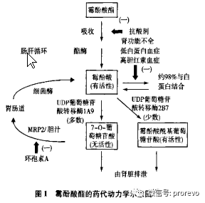 吗替麦考酚酯血药浓度检测及临床应用