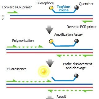 实时荧光定量PCR实验服务