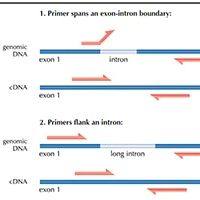 mRNA RT-qPCR检测