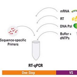 mRNA RT-qPCR检测