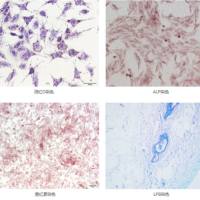 特殊染色服务项目