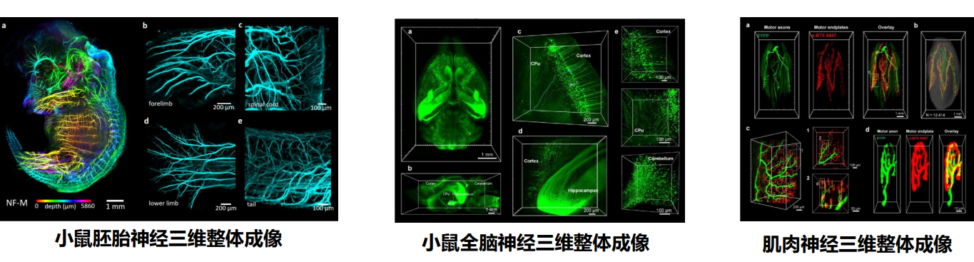 佳维斯生物参展第二十次中国暨国际生物物理大会，与您相约长沙，共享组织透明化三维成像的视觉盛宴！