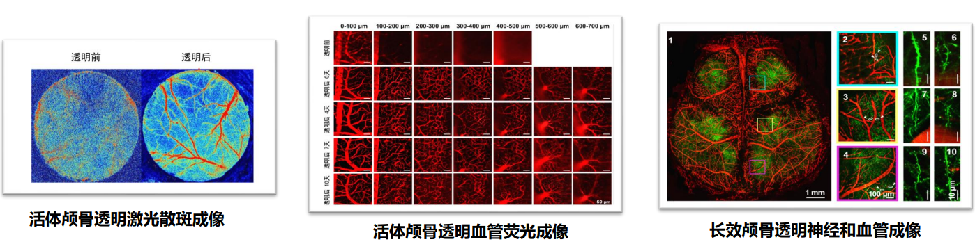 佳维斯生物参展第二十次中国暨国际生物物理大会，与您相约长沙，共享组织透明化三维成像的视觉盛宴！
