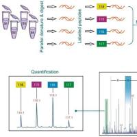 iTRAQ&TMT