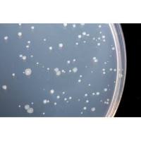 琼脂平板Ames试验试剂盒MacroAmes1 - 98/100 Ready to use