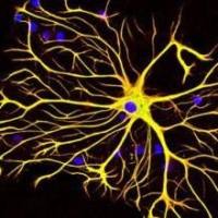 神经元细胞培养实验服务