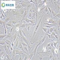 Chang liver(人张氏肝细胞)