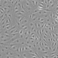 内皮细胞培养实验服务