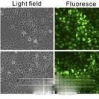 稳定细胞株筛选