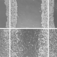 生物细胞培养迁移侵袭MTT转染流式分选诱导整体课题实验服务