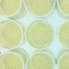 琼脂平板Ames试验试剂盒-MicroAmes24 - 98/100 Ready to use Ames Test Kit in 24 Well Agar Plate