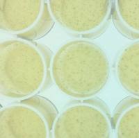 琼脂平板Ames试验试剂盒-MicroAmes24 - 98/100 Ready to use Ames Test Kit in 24 Well Agar Plate