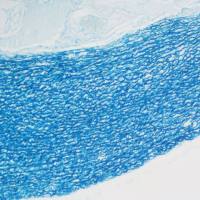 维多利亚蓝染色实验服务