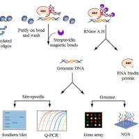 免疫共沉淀(CHIRP)实验服务