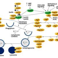 细胞自噬研究