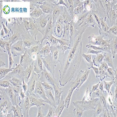 HCCLM3（人高转移肝癌细胞）