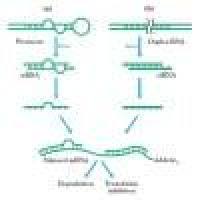 三条siRNA干扰片段合成,三保一