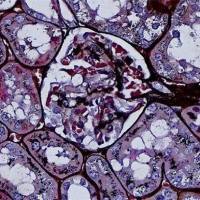 六胺银法染色实验服务