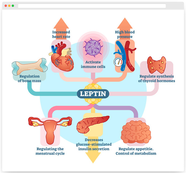 测小鼠瘦素（Leptin），这篇文章亲手来教你   
