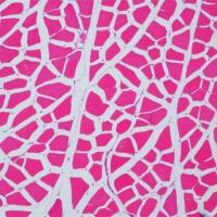 病理常规HE染色实验服务