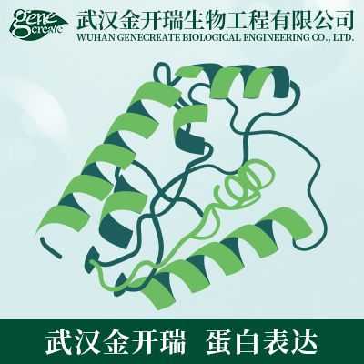 哺乳（动物）细胞蛋白表达| 哺乳动物重组蛋白表达技术服务| HEK293细胞（293T细胞）表达系统