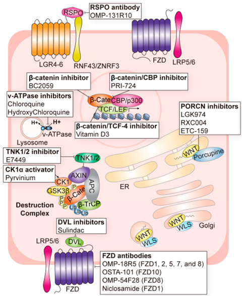 靶向“不可成药”的Wnt通路靶点