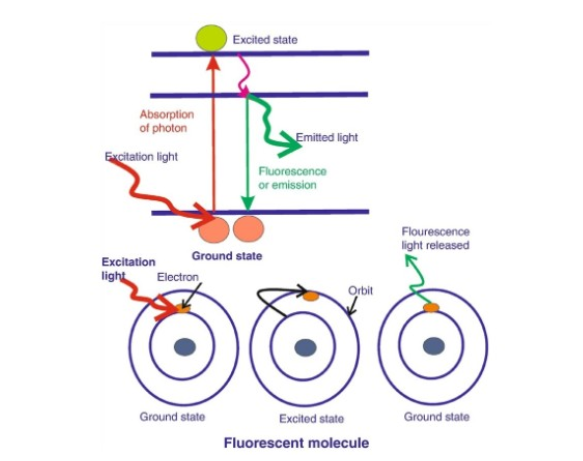 mRNA免疫荧光实验