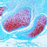 番红O固绿染色实验服务