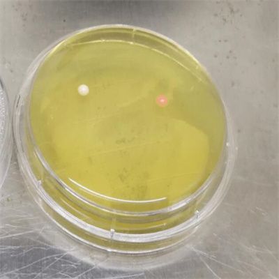 解藻弧菌（溶藻弧菌）