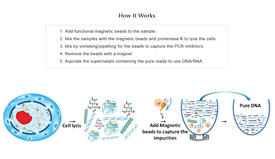 1µm BcMag™ PEI 磁珠 500mg