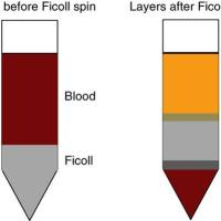 其他样本细胞制备(如血液等)