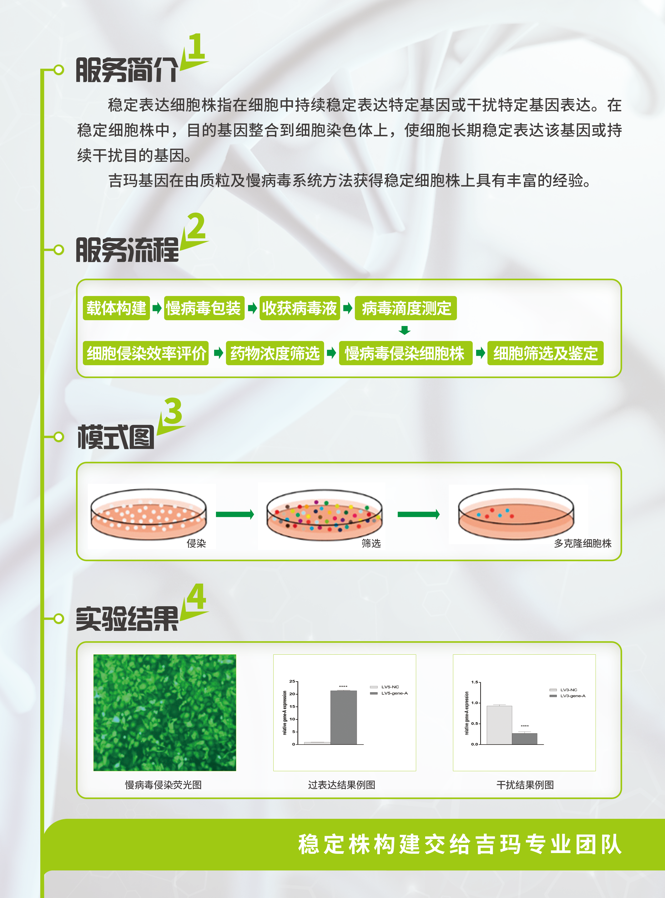 干扰/过表达稳定株服务促销