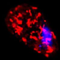 线粒体钙瞬时变化检测