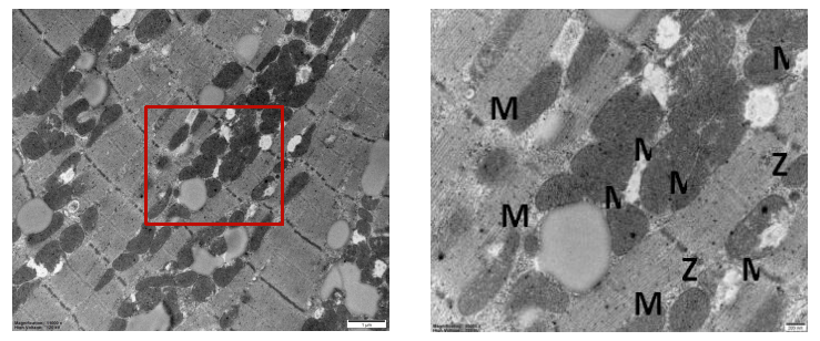 线粒体形态学检测