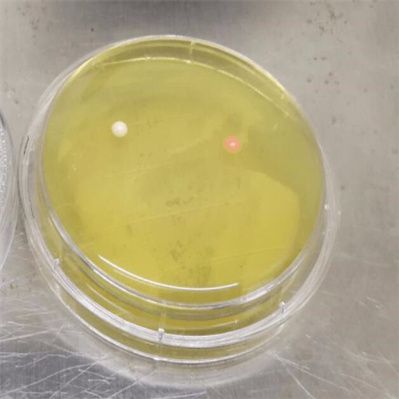 美澳型核果褐腐病菌