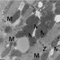 线粒体形态学检测
