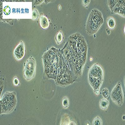 HL-1（小鼠心肌细胞）