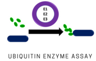 UbiQuant Kit的预期用途和检测原理说明 UbiQuant Kit的预期用途和检测原理说明