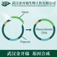 载体质粒构建| 载体构建| 亚克隆载体构建服务| 质粒载体构建| 质粒构建